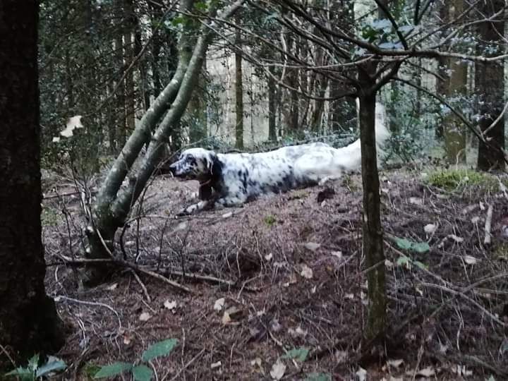 TR. Maia Du Laurier Vert