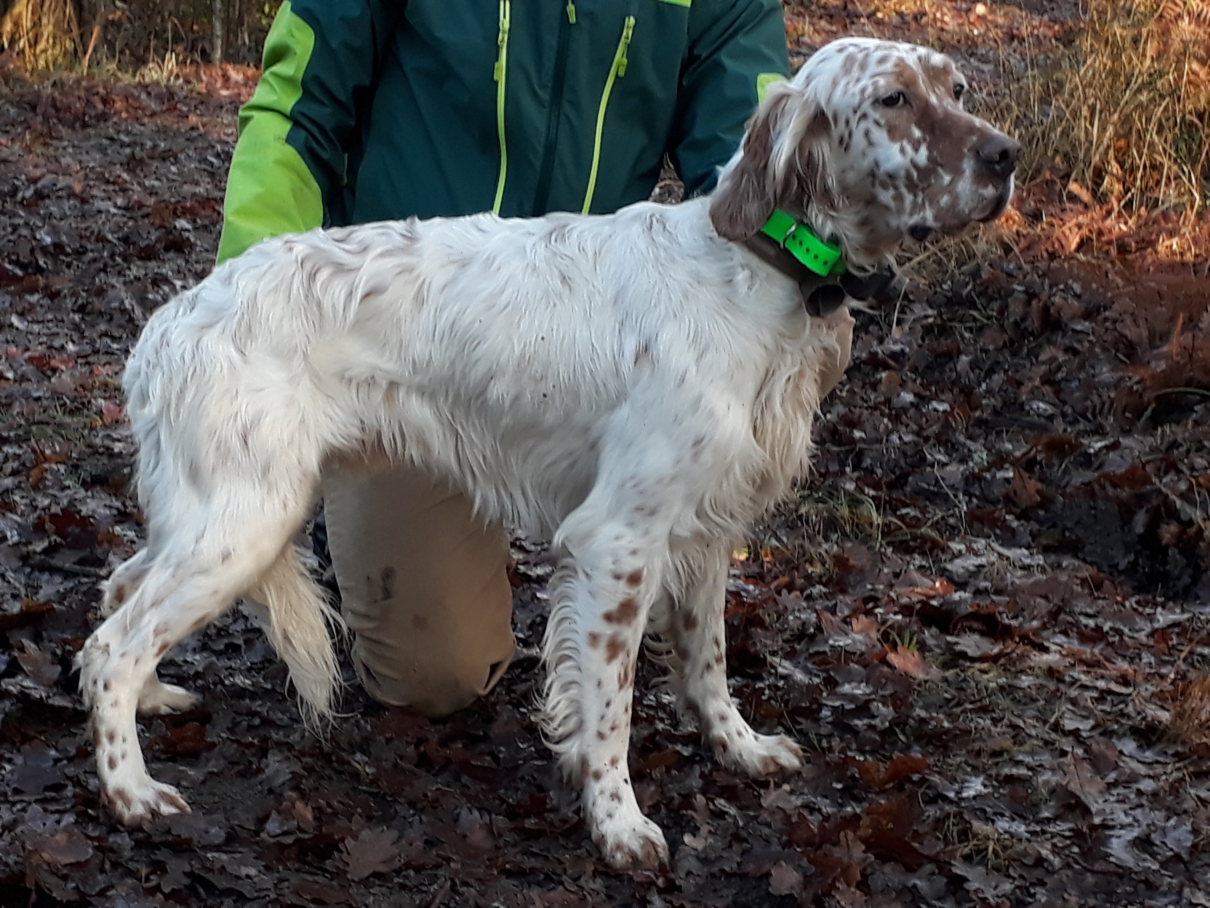 Miles Du Laurier Vert