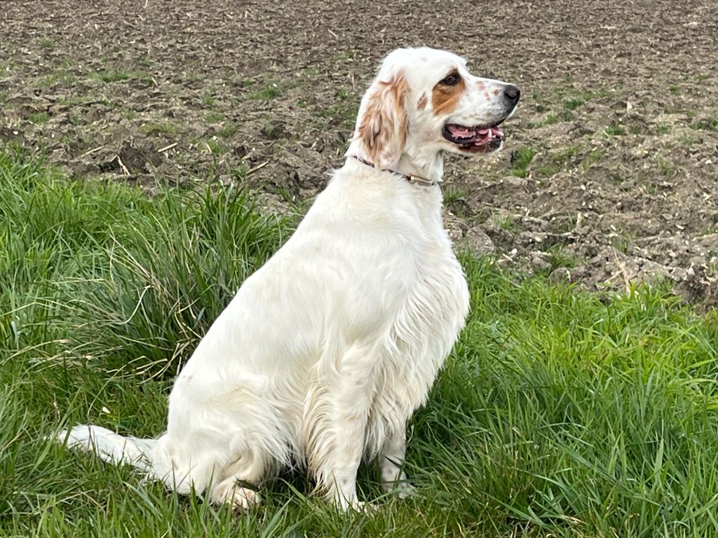 Tess Du Laurier Vert