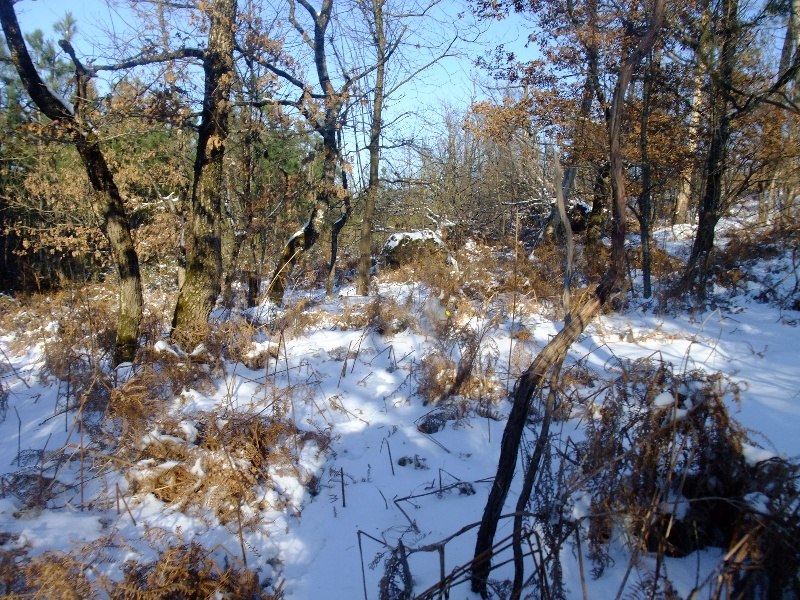 laurier vert sous la neige